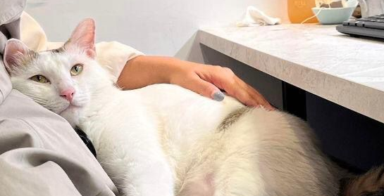 只要一入冬,这虎斑猫就会躺遍全公司女同事的大腿! 只要一入冬,这虎斑猫就会躺遍全公司女同事的大腿!