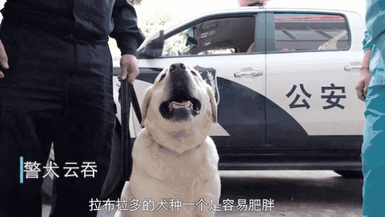 巨巨巨胖警犬被5千万网友嘲笑,训导员立即护崽:我们基因好,哪里胖啦? 巨巨巨胖警犬被5千万网友嘲笑,训导员立即护崽:我们基因好,哪里胖啦?