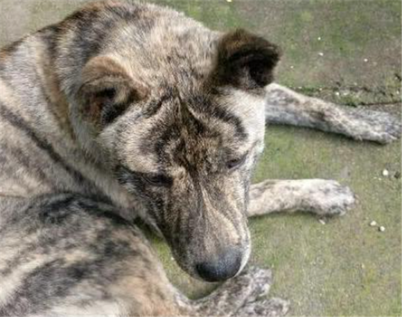 虎斑犬取什么霸气名字好听 虎斑犬取什么霸气名字好听