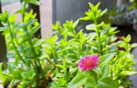 心叶日中花的功效与作用