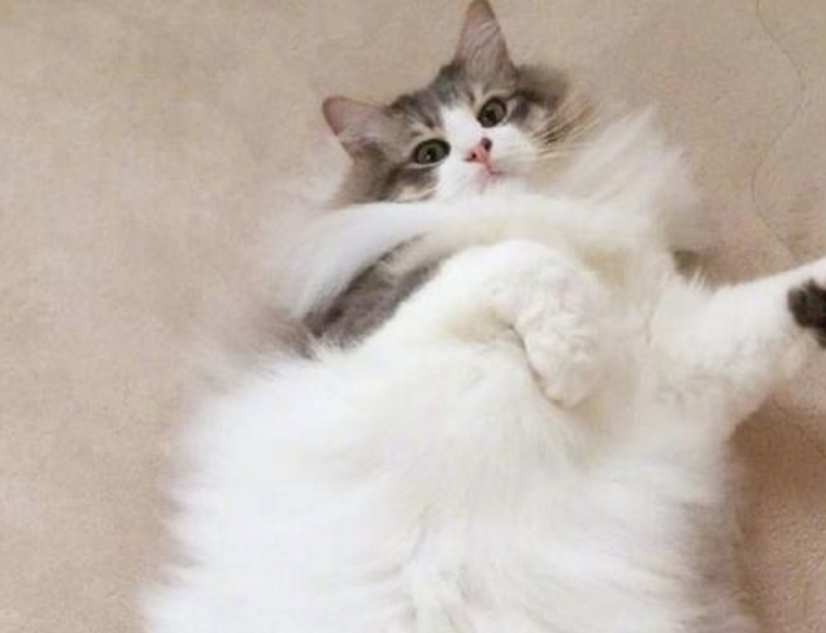主人一直保存着“胖猫”，直到他给猫洗澡才发现自己错了