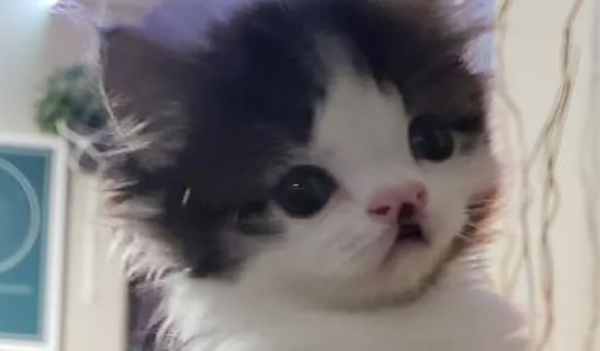 小猫有多可爱？就连猛男都无法抵挡，每天都要抱着小猫一起睡