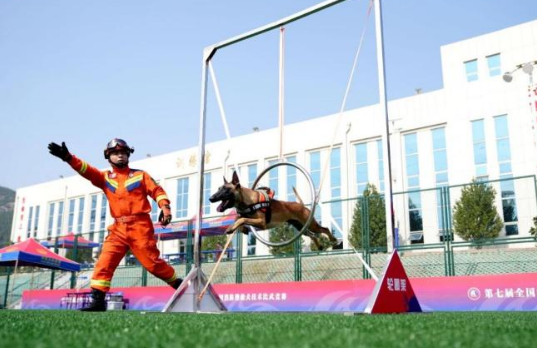 2分钟找到5个人! 黑龙江一搜救犬获箱体搜救科目全国冠军 2分钟找到5个人! 黑龙江一搜救犬获箱体搜救科目全国冠军