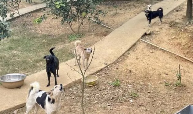 实地探访绵阳流浪犬的“家”:“这不是终点站,只是一个中转站”