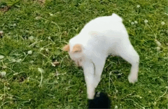 全网都在找的“缩水”猫！网友：“这猫很贵么？为什么买半只！”