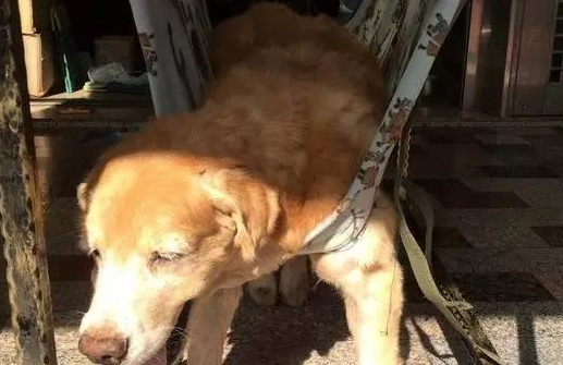 14岁黄金猎犬瘫痪,爸爸推爱心轮椅散步,不离不弃! 14岁黄金猎犬瘫痪,爸爸推爱心轮椅散步,不离不弃!