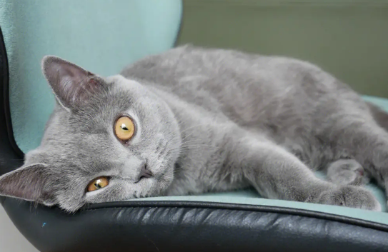 英短蓝猫应激症状 英短蓝猫应激症状