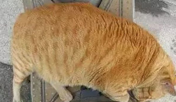 流浪猫你见过，但你见过这么胖的流浪橘猫吗？它的生活得多滋润？