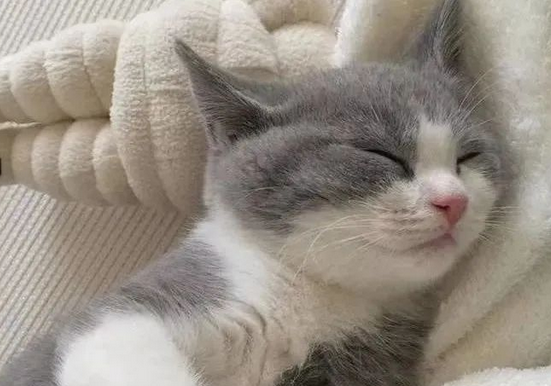 猫咪十大小癖好你绝对不知道，都是冷知识！