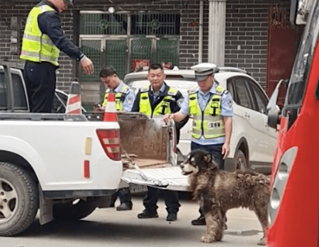 民警处置流浪的阿拉斯加,让它坐车后面不愿意,非要坐在车里面! 民警处置流浪的阿拉斯加,让它坐车后面不愿意,非要坐在车里面!