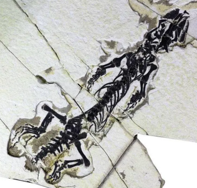 骨折！古生物学家揭示白垩纪蜥蜴的艰辛生活