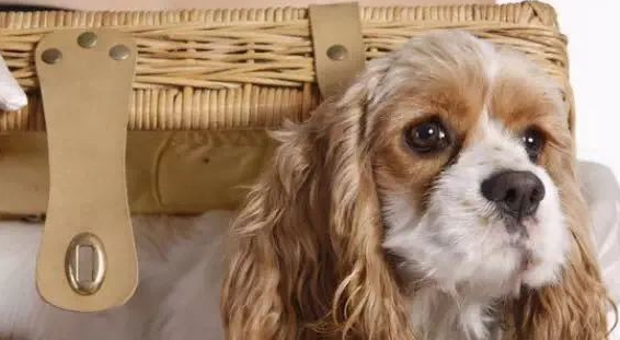 优雅的激飞猎犬——美卡 优雅的激飞猎犬——美卡