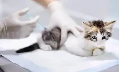 猫咪疫苗，有必要每年都打吗？