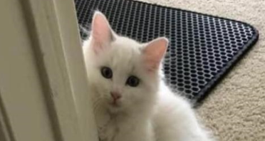 猫妈不信任主人,把小奶猫们当成“全家桶”,这藏得也太深了 猫妈不信任主人,把小奶猫们当成“全家桶”,这藏得也太深了