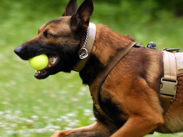 马犬生产过程要多久 马犬生产过程要多久