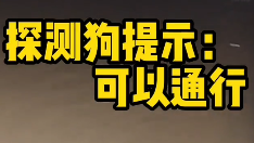 别人家的狗!广东惠州一柴犬只身探明涵洞路况,网友:狗子不白养 别人家的狗!广东惠州一柴犬只身探明涵洞路况,网友:狗子不白养