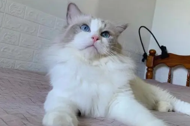 布偶猫cfa证书多少钱 布偶猫cfa证书多少钱