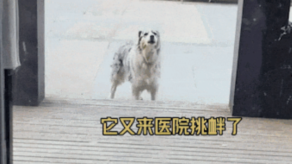 狗狗因绝育记仇骂了医生5年后,医生把它买了下来,5年仇敌竟变成了主人... 狗狗因绝育记仇骂了医生5年后,医生把它买了下来,5年仇敌竟变成了主人...