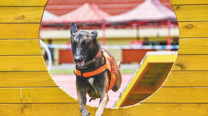 搜救犬,不会说话的“天使” 搜救犬,不会说话的“天使”