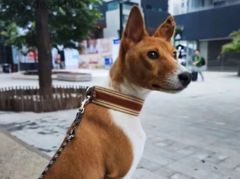 柴犬主遭遇尴尬!网购狗狗衣服竟被误认为情趣内衣,同事羡慕不已! 柴犬主遭遇尴尬!网购狗狗衣服竟被误认为情趣内衣,同事羡慕不已!