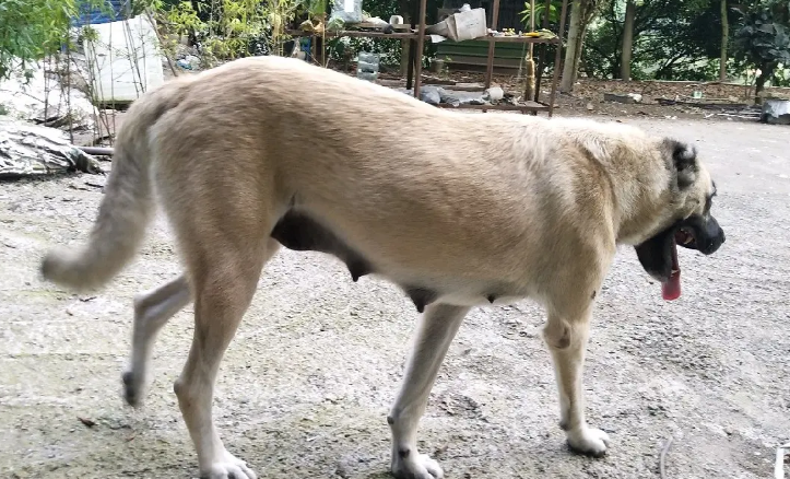 坎高犬的战斗力怎么样？