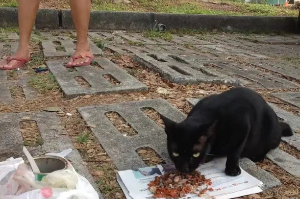 女子喂养流浪猫被大妈压在身上打，网友：打人不对