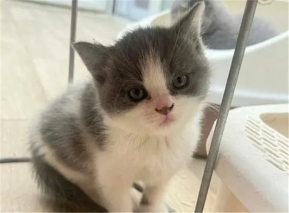 白色英短和田园猫的区别