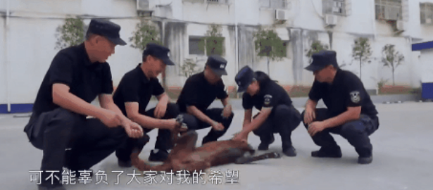 流浪狗也能考编吗?现役警犬现身说法 流浪狗也能考编吗?现役警犬现身说法