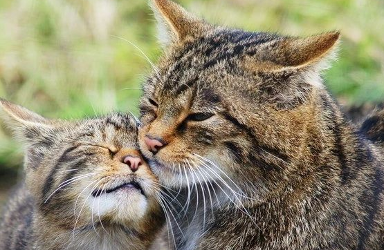 英国野外拍到罕见野猫,野生个体仅剩约35只,83万人请愿保护它们 英国野外拍到罕见野猫,野生个体仅剩约35只,83万人请愿保护它们