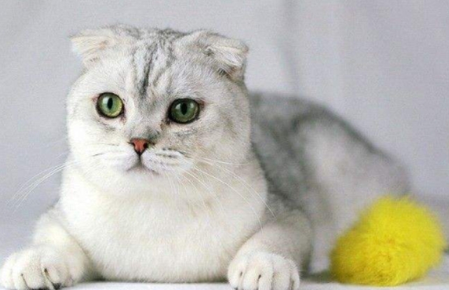 美短折耳猫多少钱一只 美短折耳猫多少钱一只