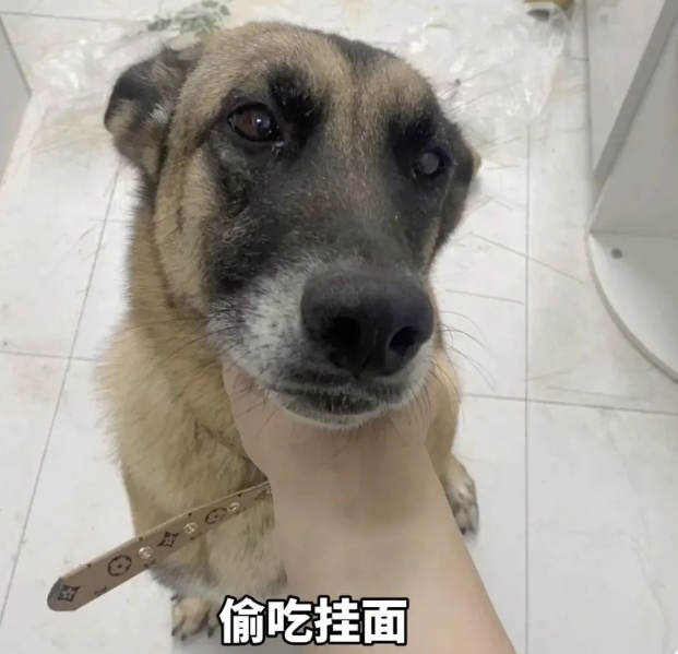 退役搜救犬偷吃7斤狗粮，网友：建议再去警犬基地确认一下是退役还是开除！