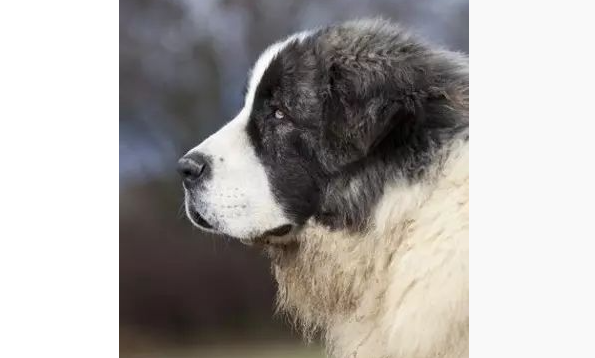 每日一犬:比利牛斯獒犬! 每日一犬:比利牛斯獒犬!