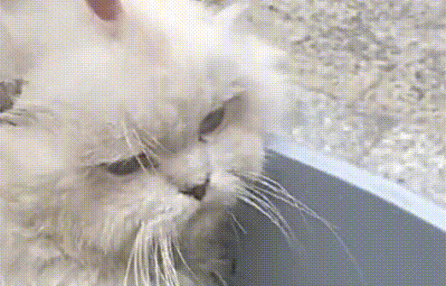 因病被主人弃养的宠物猫，躺在路边默默等死，还好有人没放弃它