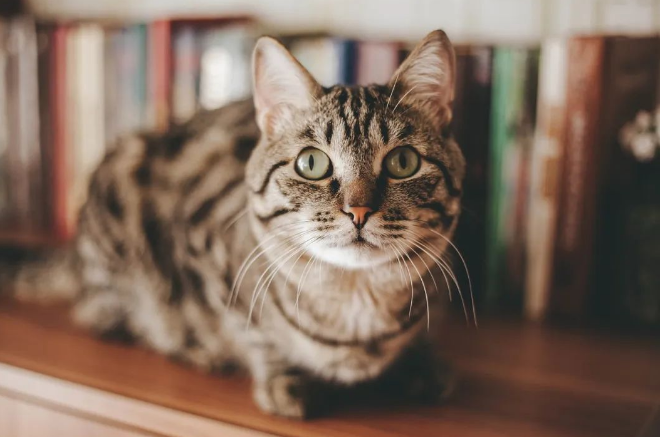 猫咪的7个应激反应 随时可能夺走猫命 猫咪的7个应激反应 随时可能夺走猫命