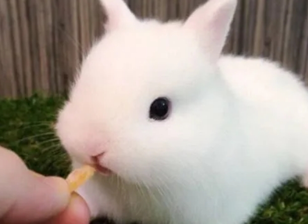 茶杯兔能活多久