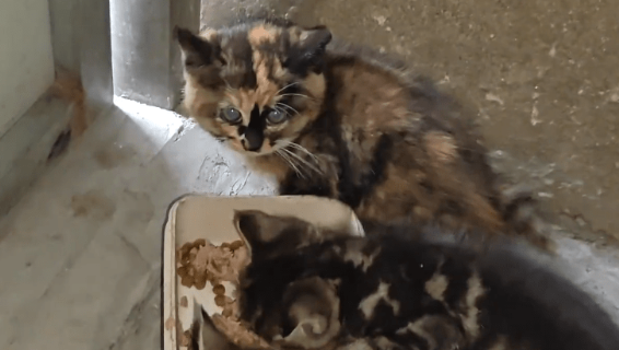 残疾后被抛弃的流浪猫,虽然遇到了好心人,可它依然还是那么胆小 残疾后被抛弃的流浪猫,虽然遇到了好心人,可它依然还是那么胆小