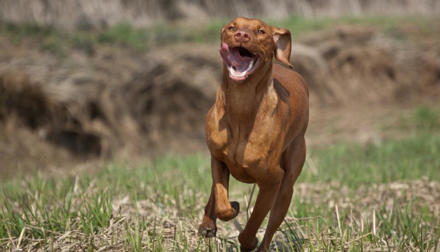 国内极其少见的犬种，智商和体能的完美结合——维兹拉犬！