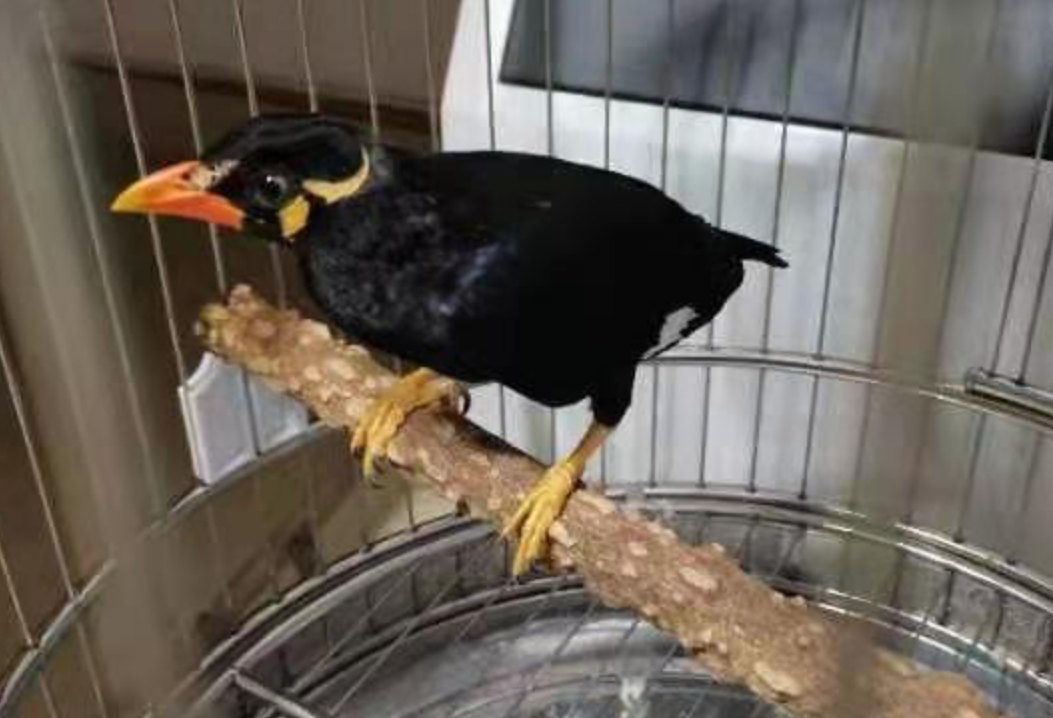 男子一时兴起想养鸟，私自购买鹩哥惹上大麻烦