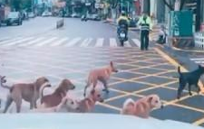狗狗集体过马路，其中一只狗狗站在原地发呆，交警赶紧过来指挥它