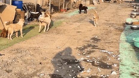 为了能给自己找个家,救助站里的金毛犬紧抱领养人,各自展示才艺 为了能给自己找个家,救助站里的金毛犬紧抱领养人,各自展示才艺