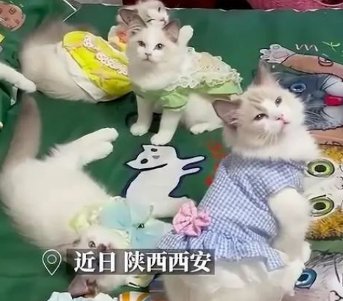 布偶猫死后主人4年狂养185只猫咪,想找和去世宠物长得像的猫 布偶猫死后主人4年狂养185只猫咪,想找和去世宠物长得像的猫