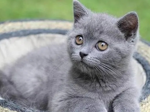 蓝猫的寿命一般在多少年 蓝猫的寿命一般在多少年