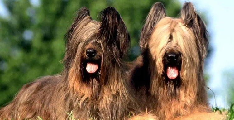 伯瑞犬吃什么狗粮好？考虑伯瑞犬的生长阶段