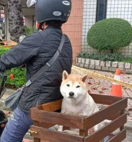 柴犬有专属司机载着兜风,网友:可爱就是有特权! 柴犬有专属司机载着兜风,网友:可爱就是有特权!