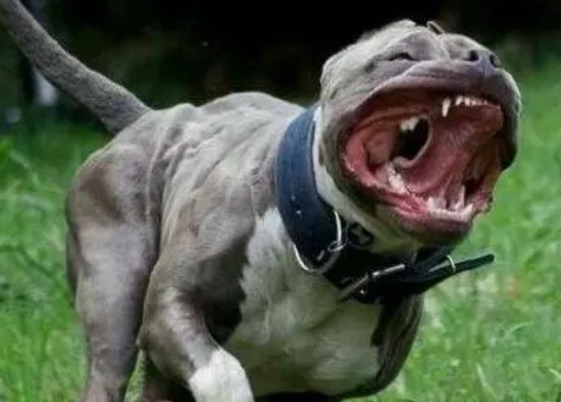 恶犬小区内伤人物业要担责吗，养犬条例如何落实？