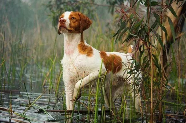 布列塔尼犬怎么养?要定期为它洗澡