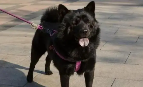五黑犬一般长多大