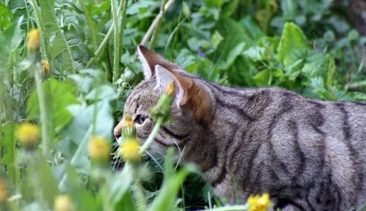 种什么植物可以驱赶猫