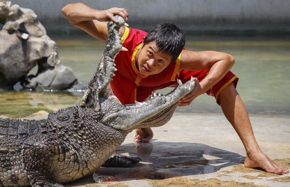 养一条人工鳄鱼犯法吗