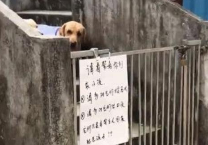 狗被围在栅栏里,但过路人受伤了,主人抱着狗痛哭起来